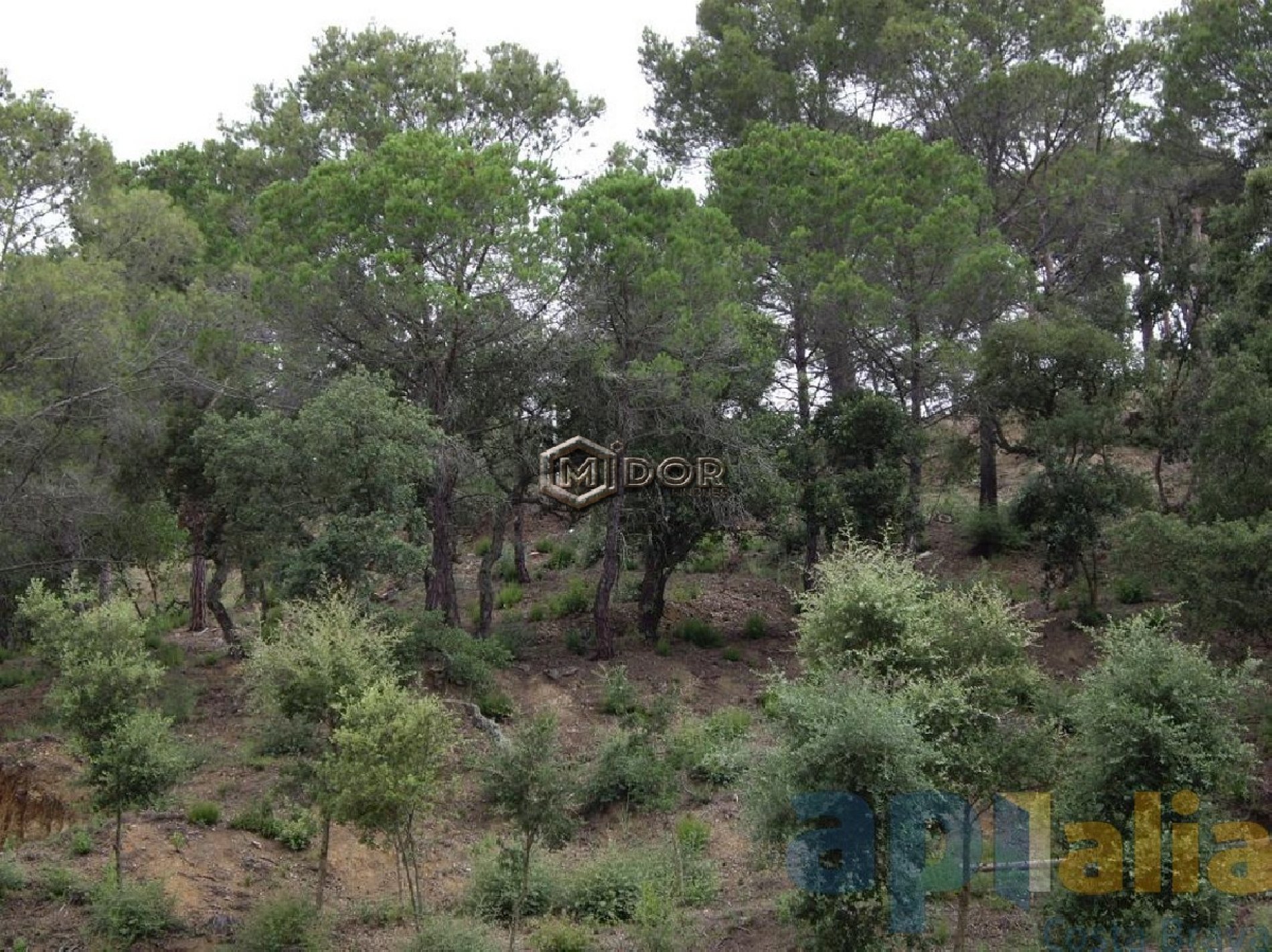 PARCEL-LA A RIO DE ORO (CALONGE)