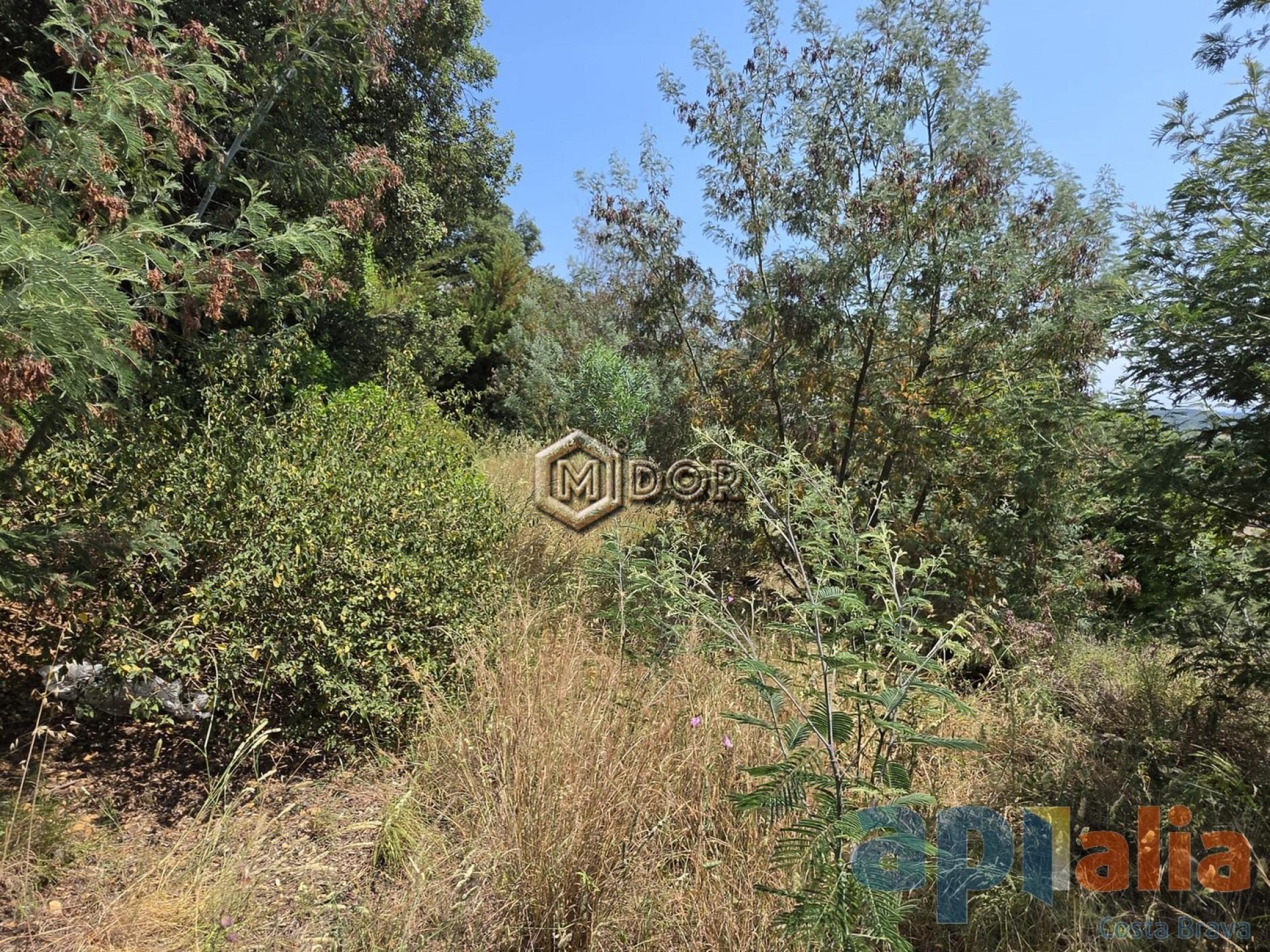 PLOT IN MAS AMBRÓS (CALONGE)